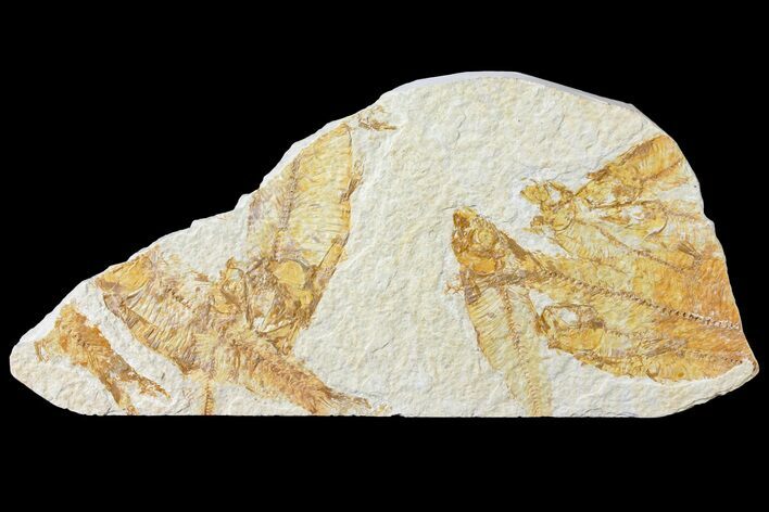 Bargain, Fossil Fish (Knightia) Mortality Plate - Wyoming #120993